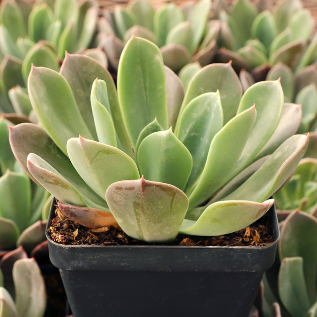 Echeveria 'Candise' - September