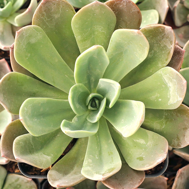 Echeveria 'Candise' - September