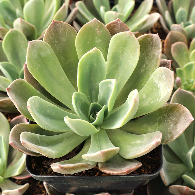 Echeveria 'Candise' - September