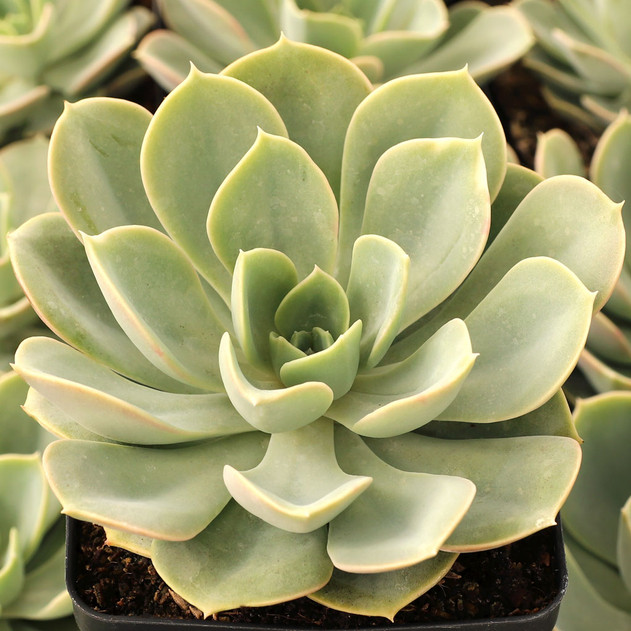 Echeveria 'Green Pearl' [large]