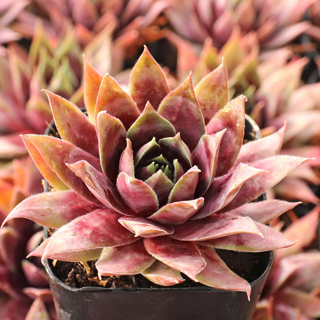 Sempervivum SuperSemp® 'Emerald' - January