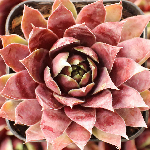 Sempervivum SuperSemp® 'Emerald' - January
