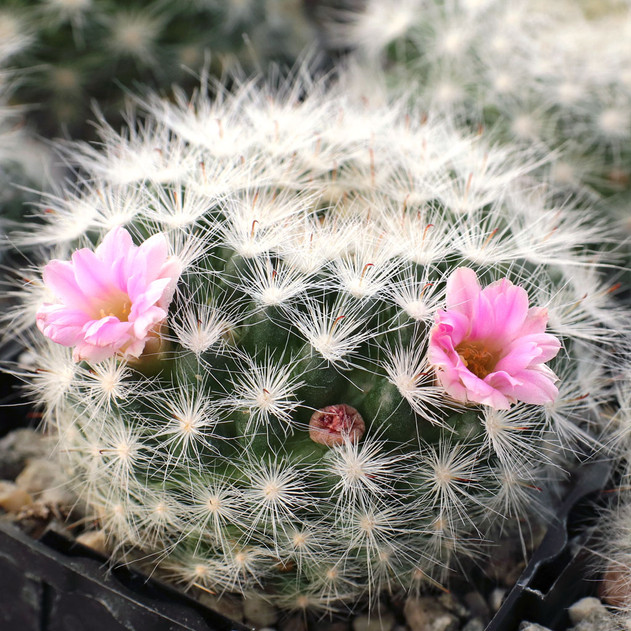 Mammillaria glassii [large] - October