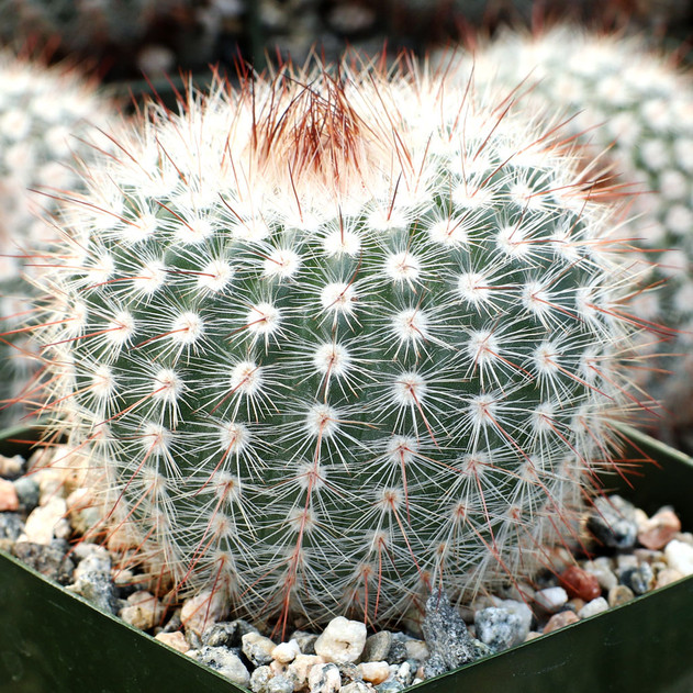 Parodia scopa ssp. scopa - Silver Ball Cactus