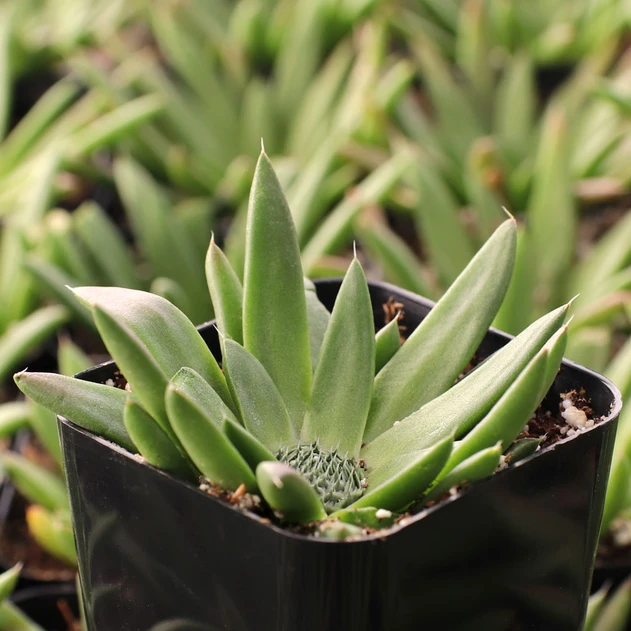 Orostachys fimbriata - Dunce Cap - October