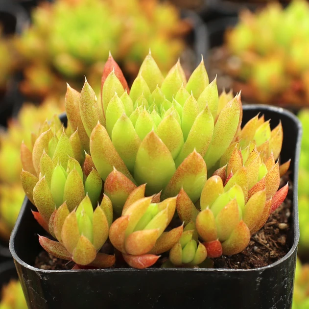 Orostachys fimbriata - Dunce Cap - May