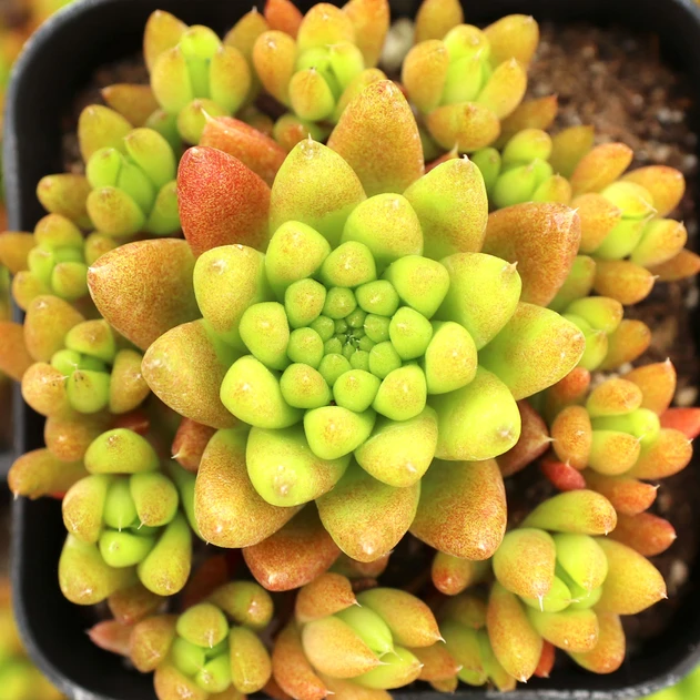 Orostachys fimbriata - Dunce Cap - May
