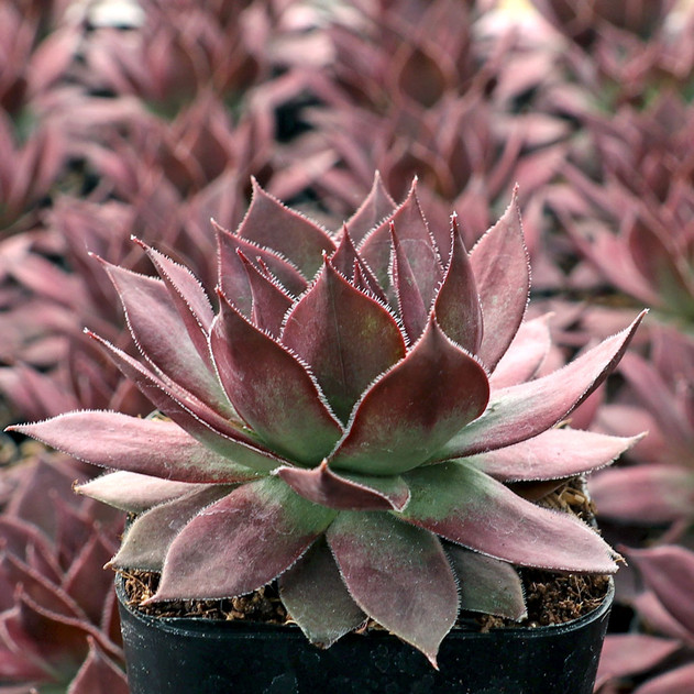 Sempervivum SuperSemp® 'Onyx' - October