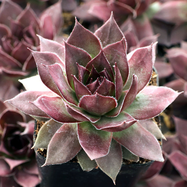 Sempervivum SuperSemp® 'Onyx' - October