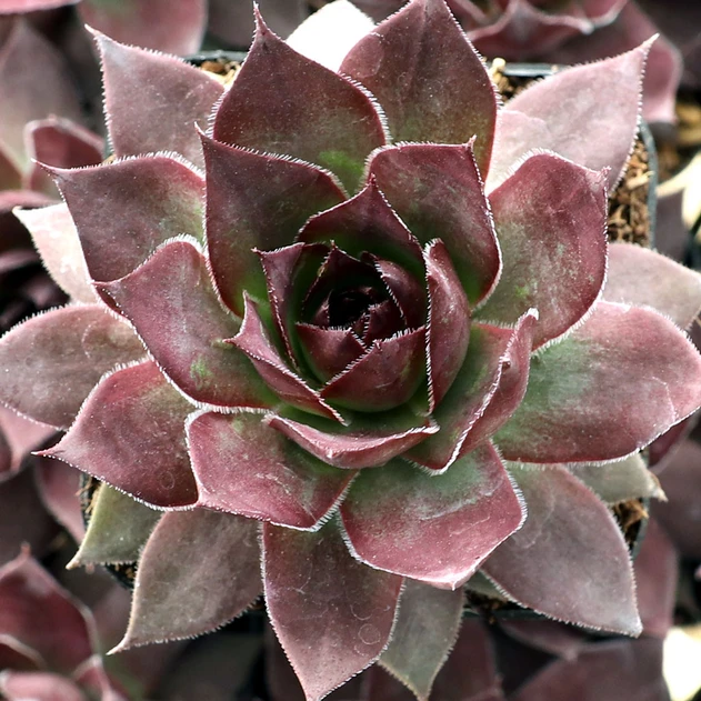 Sempervivum SuperSemp® 'Onyx' - October