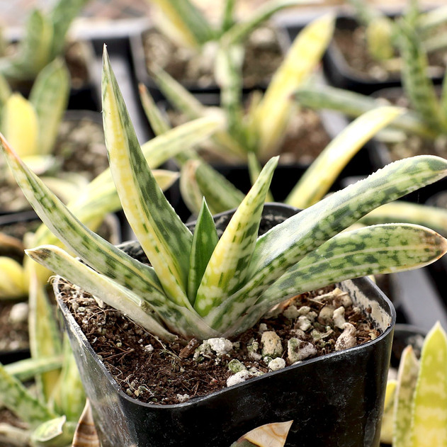Gasteria bicolor 'Caespitosa Variegata' - October
