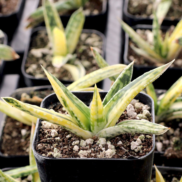Gasteria bicolor 'Caespitosa Variegata' - October