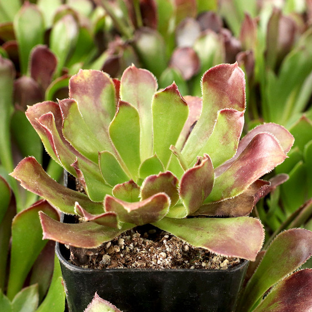 Aeonium arboreum 'Atropurpureum' - December