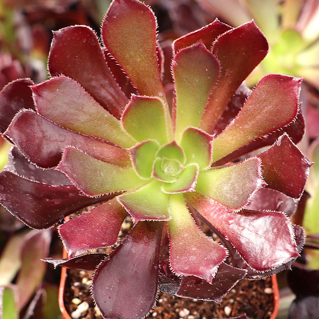 Aeonium arboreum 'Atropurpureum' - October