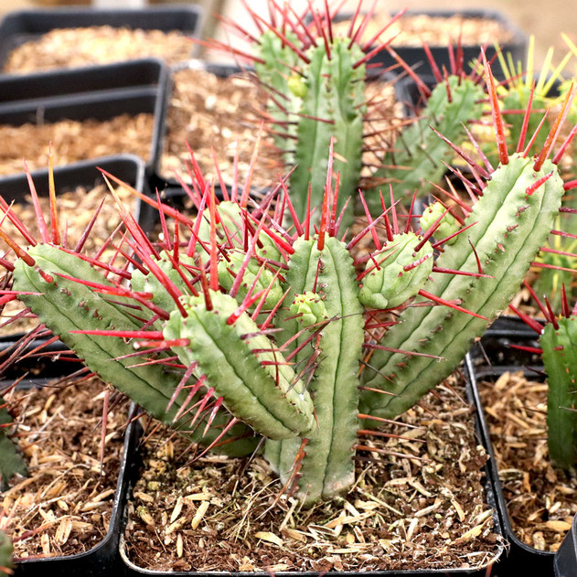 Euphorbia enopla [large] [limited] - December