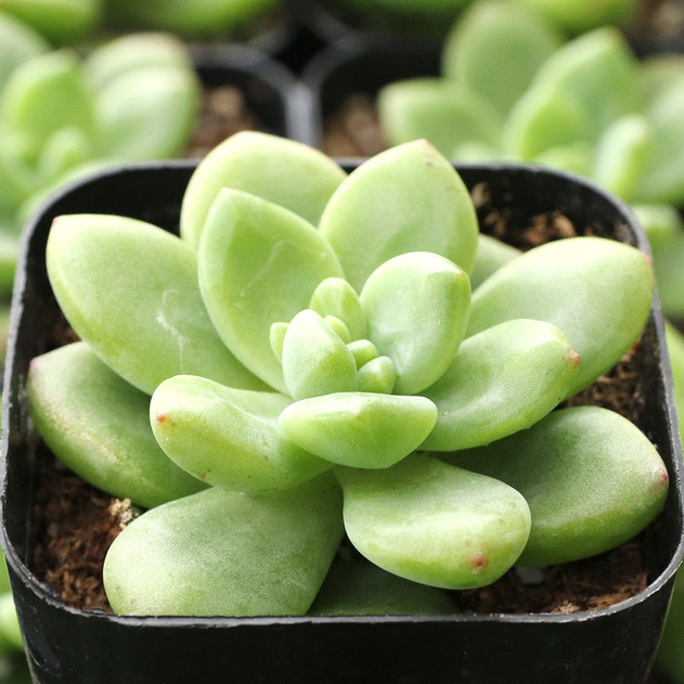 Cremnophila linguifolia - January