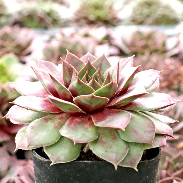 Sempervivum 'Kiara' - January