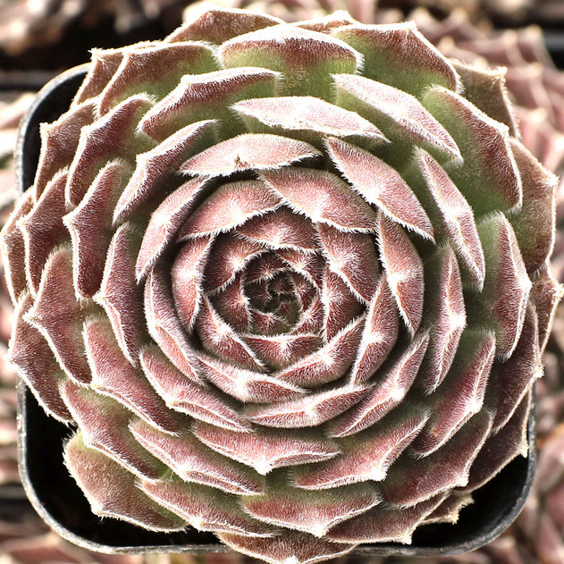 Sempervivum 'Pacific Spring Frost' - December