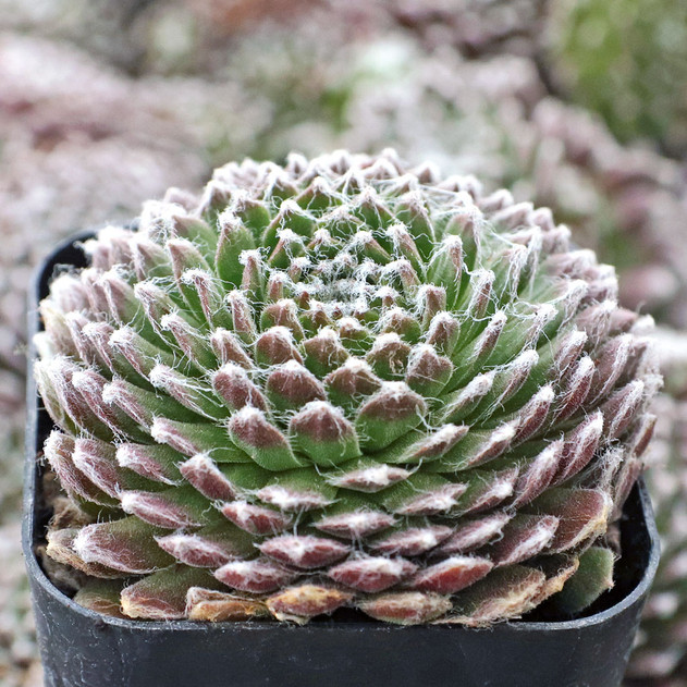 Sempervivum 'Pacific Feather Power' - December