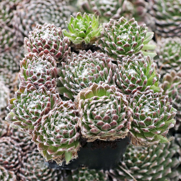 Sempervivum 'Pacific Feather Power' - December