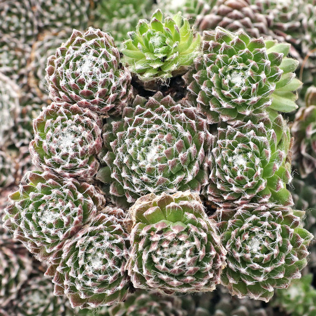 Sempervivum 'Pacific Feather Power' - December