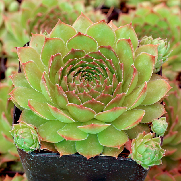 Sempervivum 'Marietta' - July