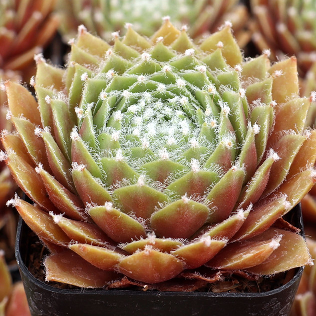 Sempervivum 'Rauhreif' - July