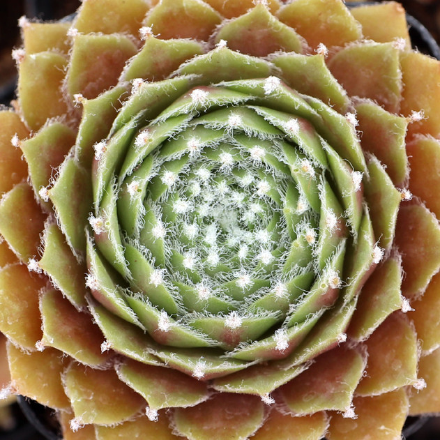 Sempervivum 'Rauhreif' - July