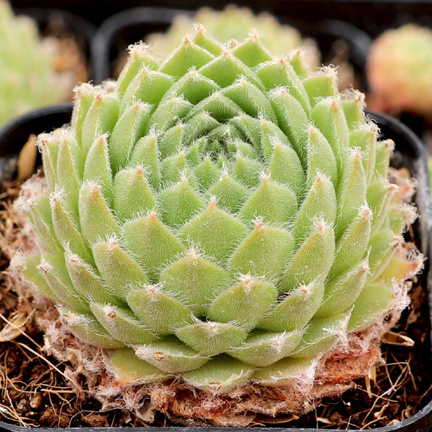 Sempervivum 'Winter Beauty' - July