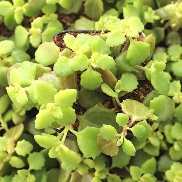 Plectranthus prostratus - String of Pillows - January