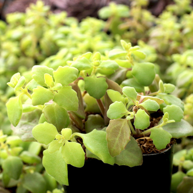Plectranthus prostratus - String of Pillows - January