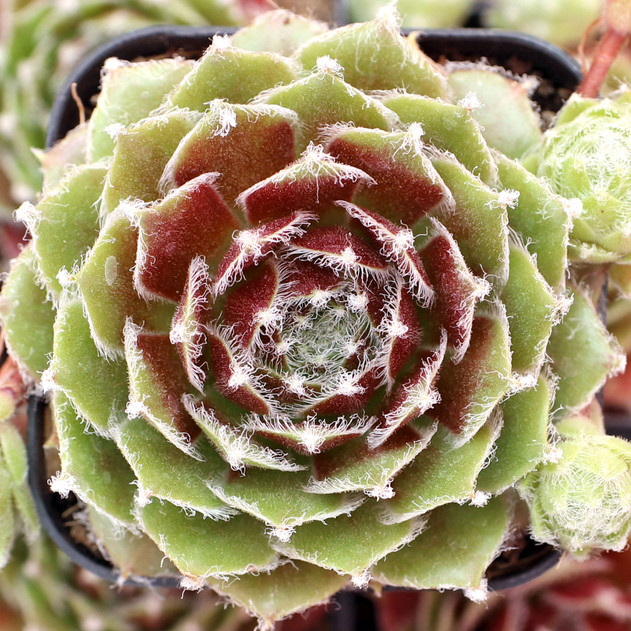 Sempervivum 'Ann Christy' - June
