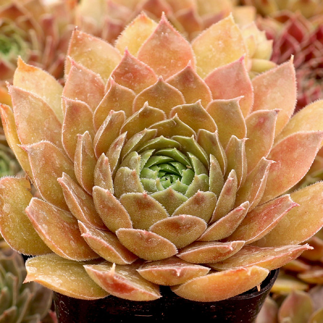 Sempervivum 'Bloody Mary' - July