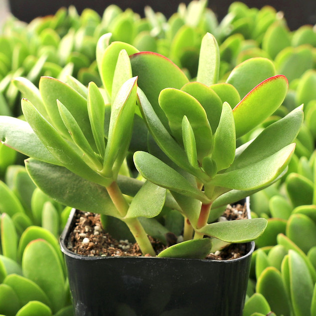 Crassula atropurpurea - January