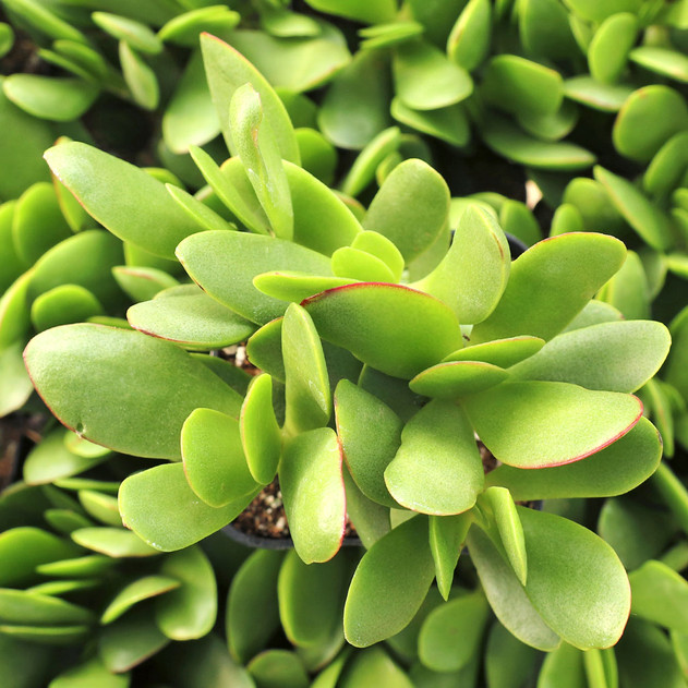 Crassula atropurpurea - January