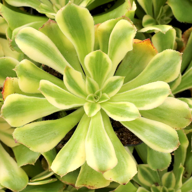 Aeonium 'Albovariegatum'