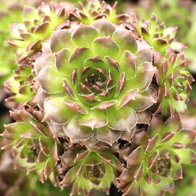 Sempervivum 'Pachamama' - January