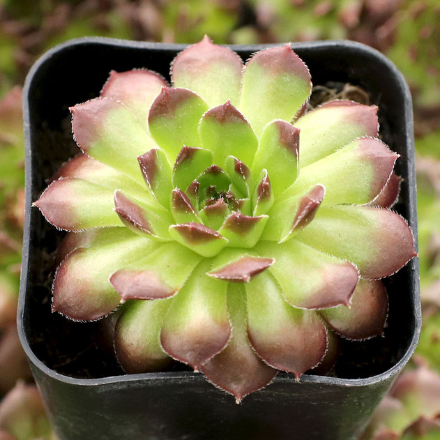 Sempervivum 'Pachamama' - January