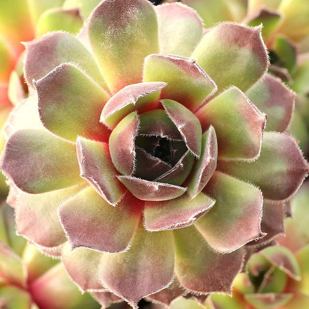 Sempervivum 'Packardian' - January