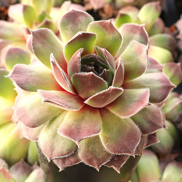 Sempervivum 'Packardian' - January