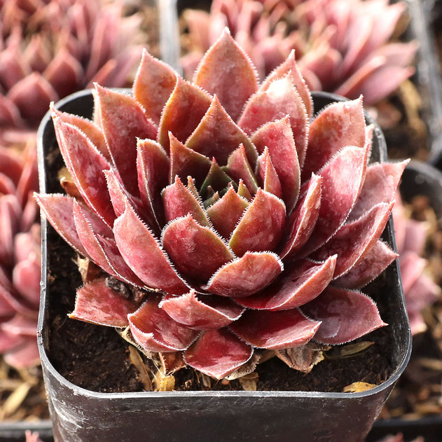Sempervivum SuperSemp® 'Ruby' - January