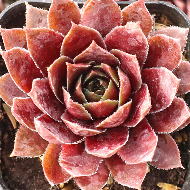 Sempervivum SuperSemp® 'Ruby' - January