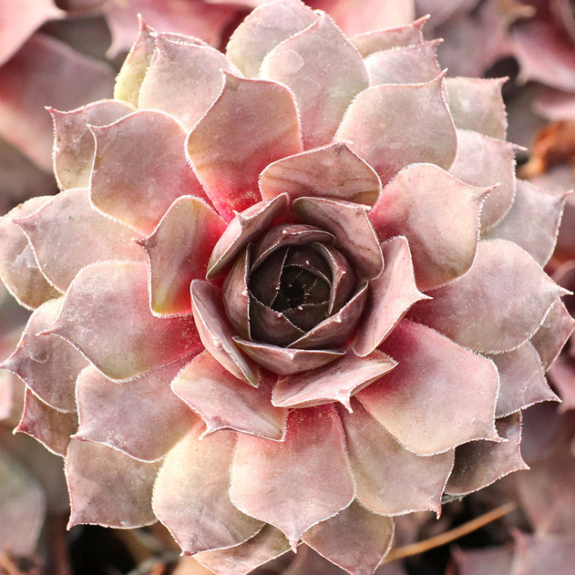 Sempervivum 'Sandi Lu'