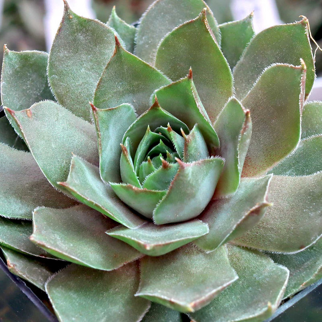 Sempervivum 'Sandi Lu' - April