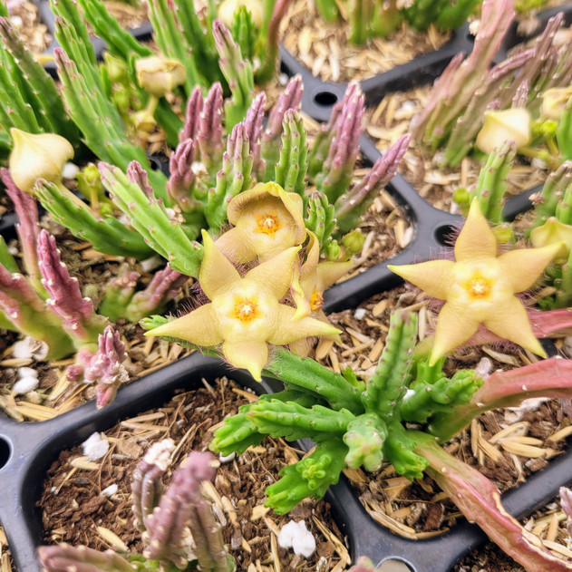 Stapelia divaricata - October