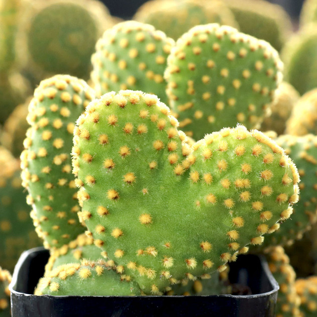 Opuntia microdasys f. monstrosa 'Crazy Bunny Ears' - February