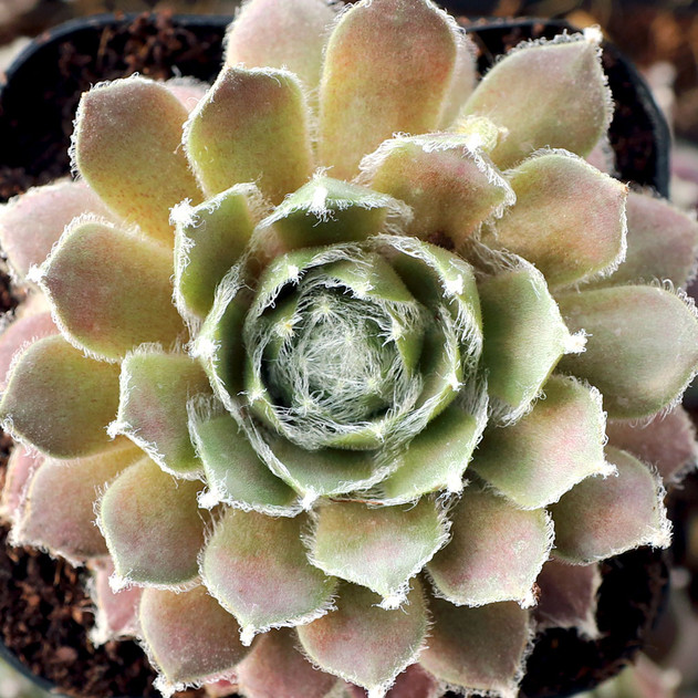 Sempervivum arachnoideum f/ Opitz - February