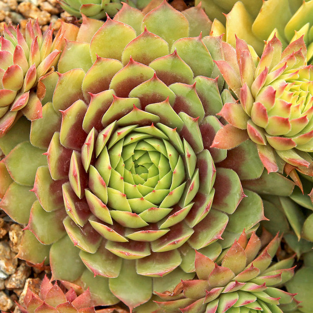 Sempervivum CHICK CHARMS Gold Nugget - Buy Hen and Chicks Perennials Online