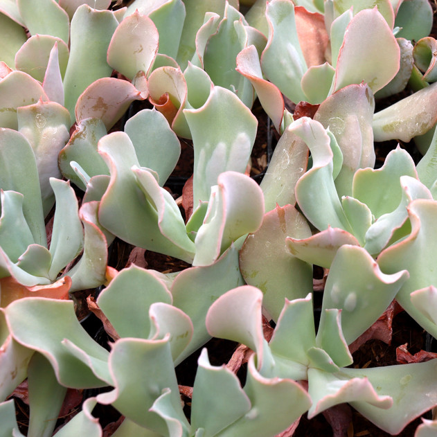 Echeveria 'Edna Spencer' - July