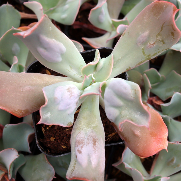 Echeveria 'Edna Spencer' - July